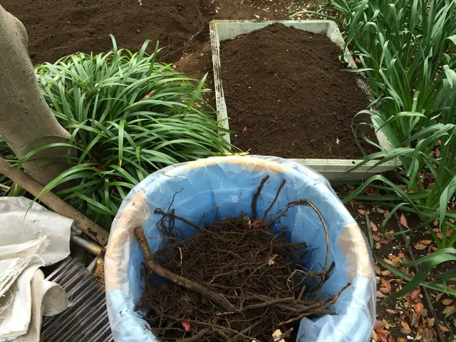 【2鉢目から20％OFF】植物の元気は根っこから♪ 五つ星評価を多数頂きました！サービスの画像