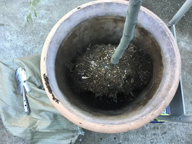 【2鉢目から20％OFF】植物の元気は根っこから♪ 五つ星評価を多数頂きました！サービスの画像