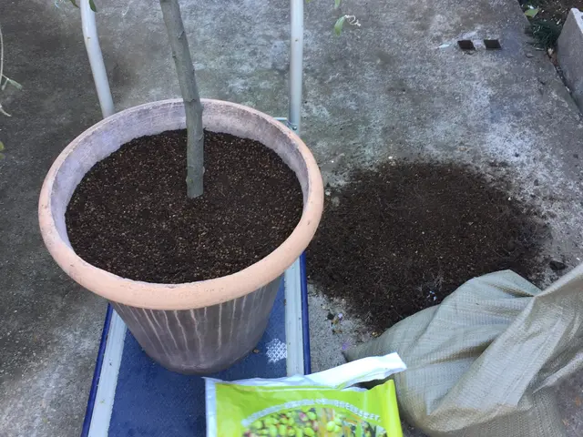 【2鉢目から20％OFF】植物の元気は根っこから♪ 五つ星評価を多数頂きました！サービスの画像