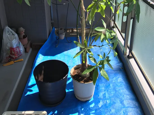 【2鉢目から20％OFF】植物の元気は根っこから♪ 五つ星評価を多数頂きました！サービスの画像