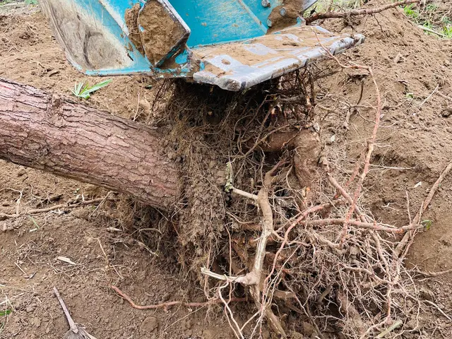 【越谷発】植木屋が丁寧に素早く伐採します！高木はツリークライミングいたします！サービスの画像