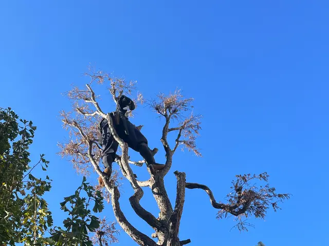 【越谷発】植木屋が丁寧に素早く伐採します！高木はツリークライミングいたします！サービスの画像