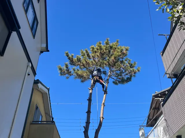 【越谷発】植木屋が丁寧に素早く伐採します！高木はツリークライミングいたします！サービスの画像