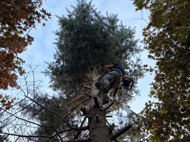 【作業実績100件以上】◆3/13から対応可能◆お庭のことお任せください！サービスの画像