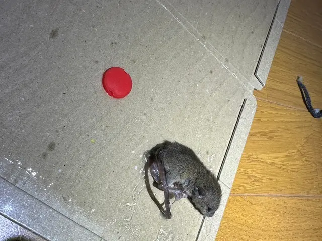 小さなお子様、ペットにも安心安全薬剤。お見積もりは無料です。無料見積可能。サービスの画像