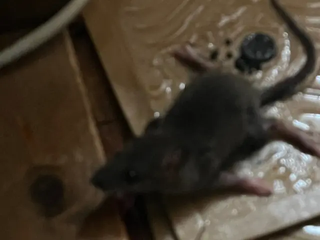 小さなお子様、ペットにも安心安全薬剤。お見積もりは無料です。無料見積可能。サービスの画像