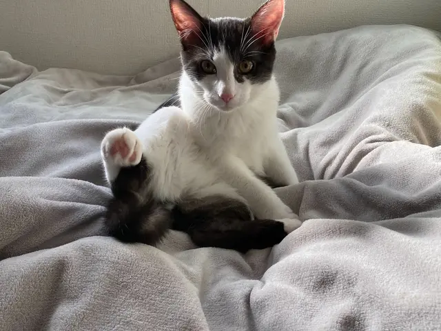 猫専門☆港区中心◎元ペットホテル勤務◎店長の私がお伺いします◎営業時間外も対応可サービスの画像