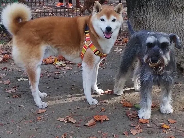 猫専門☆港区中心◎元ペットホテル勤務◎店長の私がお伺いします◎営業時間外も対応可サービスの画像