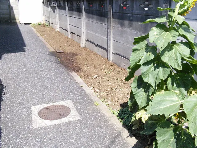 植木伐採、抜根。　きれいに仕上げます！本数に応じて値引きします。サービスの画像