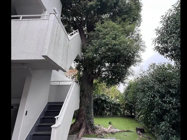 植木伐採、抜根。　きれいに仕上げます！本数に応じて値引きします。サービスの画像