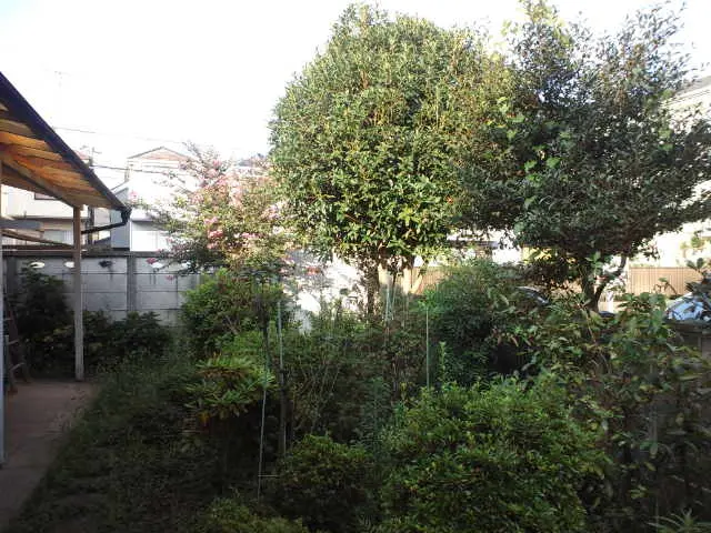 植木伐採、抜根。　きれいに仕上げます！本数に応じて値引きします。サービスの画像