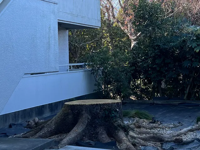 植木伐採、抜根。　きれいに仕上げます！本数に応じて値引きします。サービスの画像