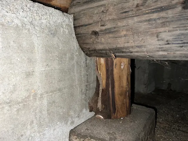 シロアリ調査無料！地域最大手出身のベテラン駆除士が伺います！サービスの画像