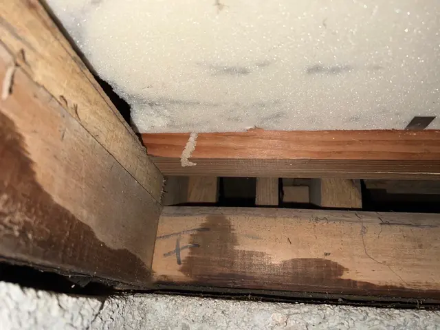 シロアリ調査無料！地域最大手出身のベテラン駆除士が伺います！サービスの画像