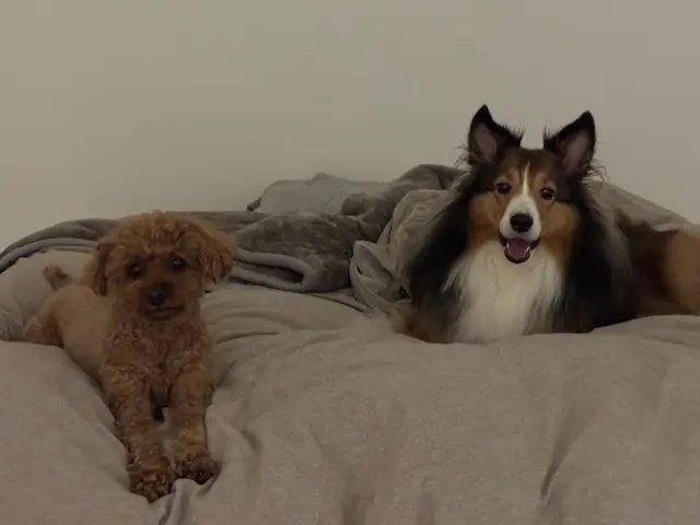 【女性スタッフ指名OK】ワンちゃんのお世話/お散歩などお気軽にご相談下さいサービスの画像