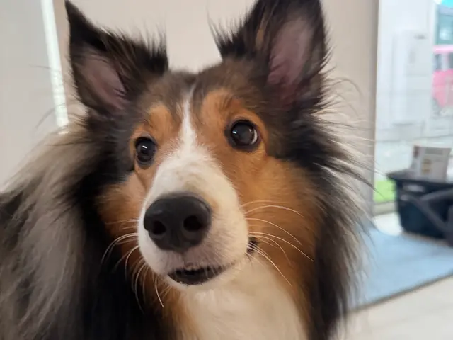 【女性スタッフ指名OK】ワンちゃんのお世話/お散歩などお気軽にご相談下さいサービスの画像