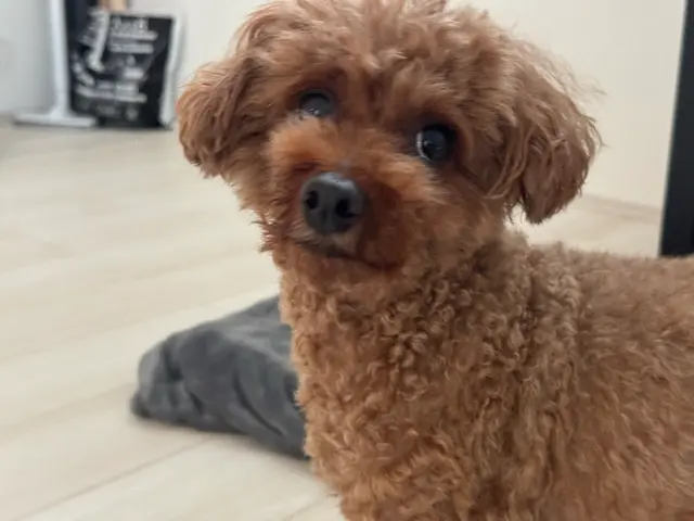 【女性スタッフ指名OK】ワンちゃんのお世話/お散歩などお気軽にご相談下さいサービスの画像