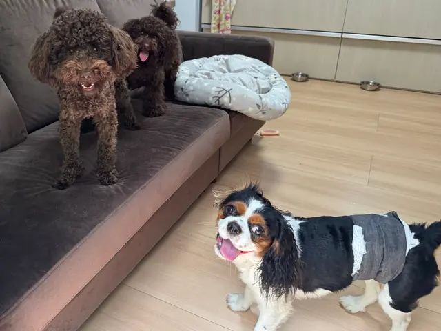 【女性スタッフ指名OK】ワンちゃんのお世話/お散歩などお気軽にご相談下さいサービスの画像