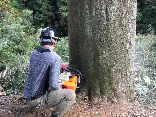 【年中無休】木の伐採、伐倒枝払いキコリ伐採◆女性スタッフ同行OKサービスの画像