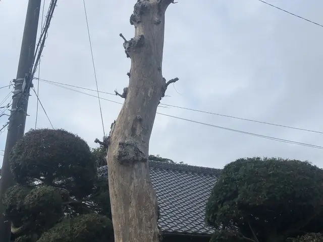 【年中無休】木の伐採、伐倒枝払いキコリ伐採◆女性スタッフ同行OKサービスの画像