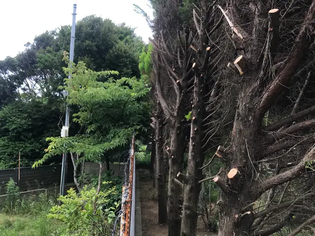 【年中無休】木の伐採、伐倒枝払いキコリ伐採◆女性スタッフ同行OKサービスの画像