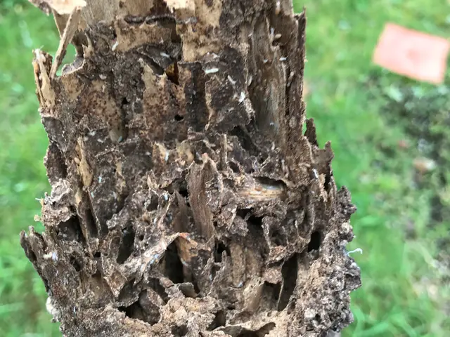 木材の腐れ、シロアリ防止できる予防工事。床下清掃サービス。知識、技術、安心を提供サービスの画像