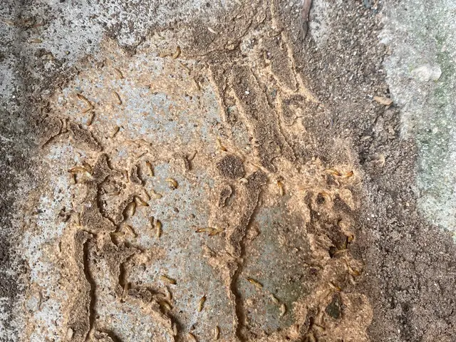 木材の腐れ、シロアリ防止できる予防工事。床下清掃サービス。知識、技術、安心を提供サービスの画像