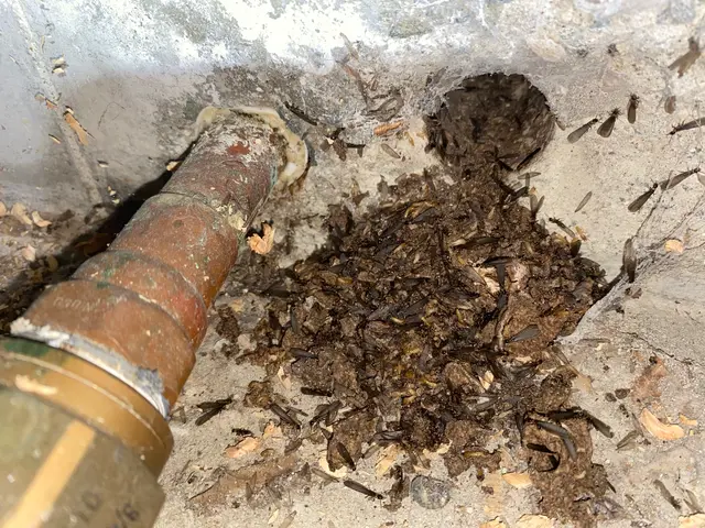 木材の腐れ、シロアリ防止できる予防工事。床下清掃サービス。知識、技術、安心を提供サービスの画像