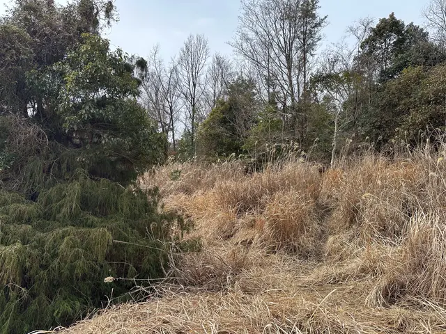 草刈り（機械）サービスの画像