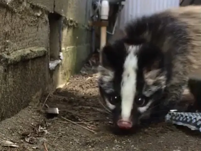 【害獣駆除歴10年！】施工前後の写真有 ◎他社に負けない施工の仕上がり◎サービスの画像