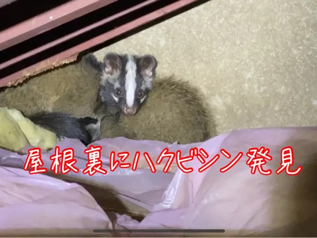 【害獣駆除年末まで空き僅か】1度口コミ覗いてください！調査〜お見積りまで無料！サービスの画像