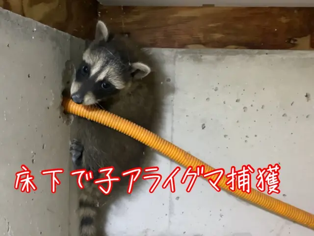 【害獣駆除年末まで空き僅か】1度口コミ覗いてください！調査〜お見積りまで無料！サービスの画像
