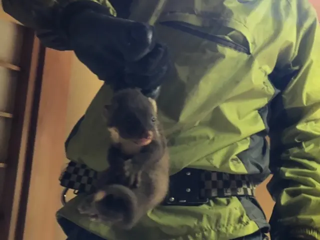 【害獣駆除歴10年！】施工前後の写真有 ◎他社に負けない施工の仕上がり◎サービスの画像