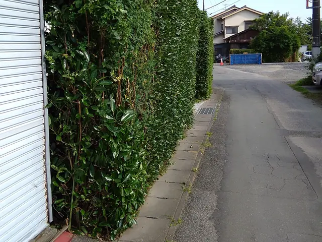 植込みの剪定　迅速対応致します!!サービスの画像
