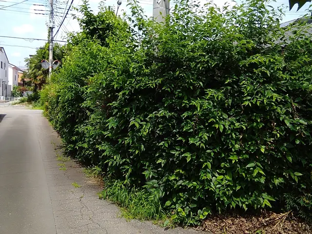 植込みの剪定　迅速対応致します!!サービスの画像