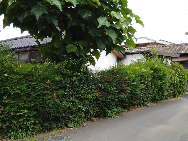 植込みの剪定　迅速対応致します!!サービスの画像