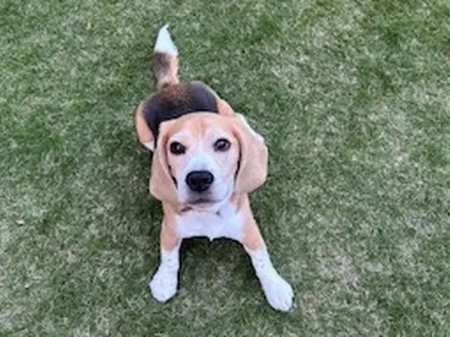 【世田谷区中心】わんちゃんのお世話なら！第一種動物取扱責任者の私がお伺いします。サービスの画像