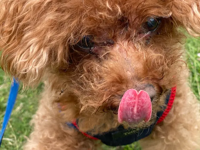 【世田谷区中心】わんちゃんのお世話なら！第一種動物取扱責任者の私がお伺いします。サービスの画像