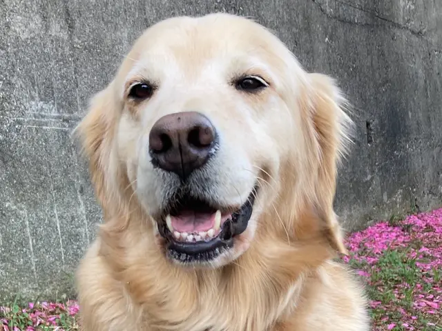 【世田谷区中心】わんちゃんのお世話なら！第一種動物取扱責任者の私がお伺いします。サービスの画像
