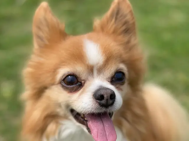 【世田谷区中心】わんちゃんのお世話なら！第一種動物取扱責任者の私がお伺いします。サービスの画像