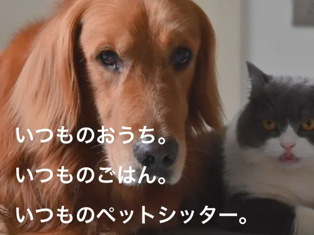【世田谷区中心】わんちゃんのお世話なら！第一種動物取扱責任者の私がお伺いします。サービスの画像