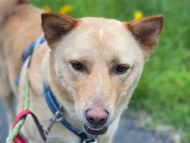 【世田谷区中心】わんちゃんのお世話なら！第一種動物取扱責任者の私がお伺いします。サービスの画像