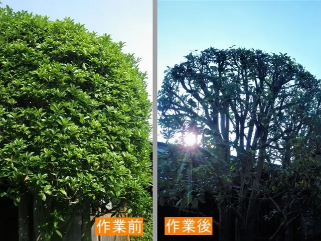 生垣 植込みをスッキリ丁寧に整えます。低木はゴミ回収費込みです！サービスの画像