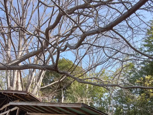 植木伐採します！丁寧、清潔、安心の創業２５年超えの真心込めたサービスを提供しますサービスの画像