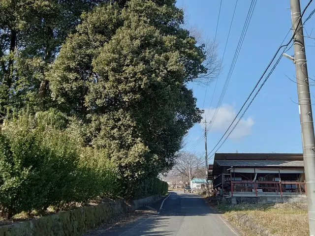 植木伐採します！丁寧、清潔、安心の創業２５年超えの真心込めたサービスを提供しますサービスの画像