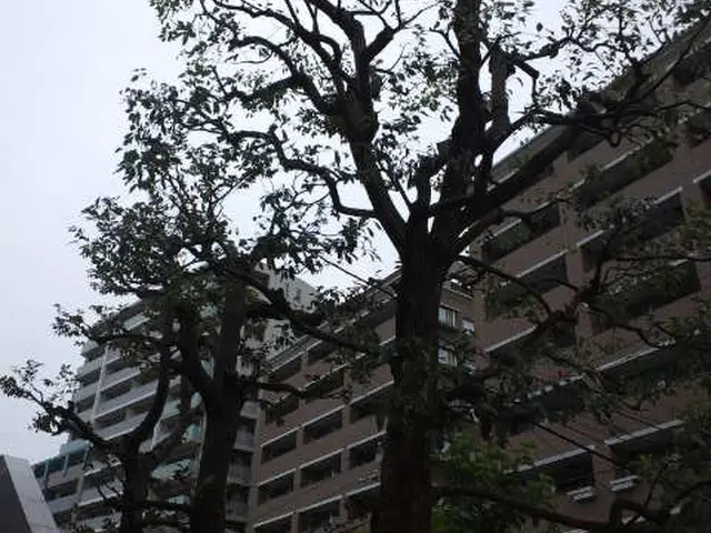 植木剪定、刈込み、高木も可。植木一本(低木、中木は複数本のみ）から承ります。サービスの画像