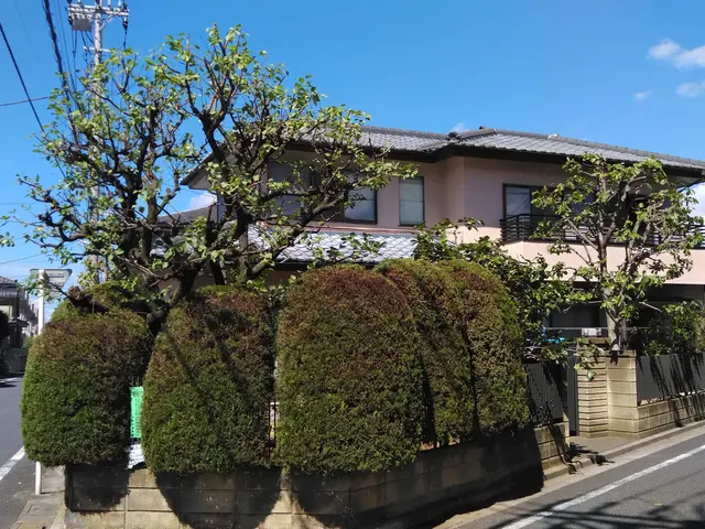 植木剪定、刈込み、高木も可。植木一本(低木、中木は複数本のみ）から承ります。サービスの画像