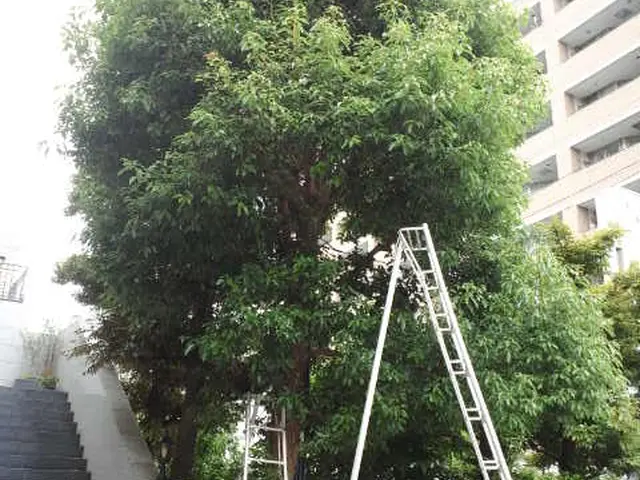 植木剪定、刈込み、高木も可。植木一本(低木、中木は複数本のみ）から承ります。サービスの画像