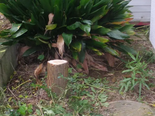 埼玉・東京西部☆住宅街では充電タイプ使用で静音★丁寧！綺麗！安心！サービスの画像