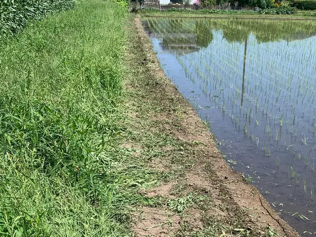 【草刈りなら当店】★頑固な草もお任せ下さい。◇土日も対応致します。◇サービスの画像